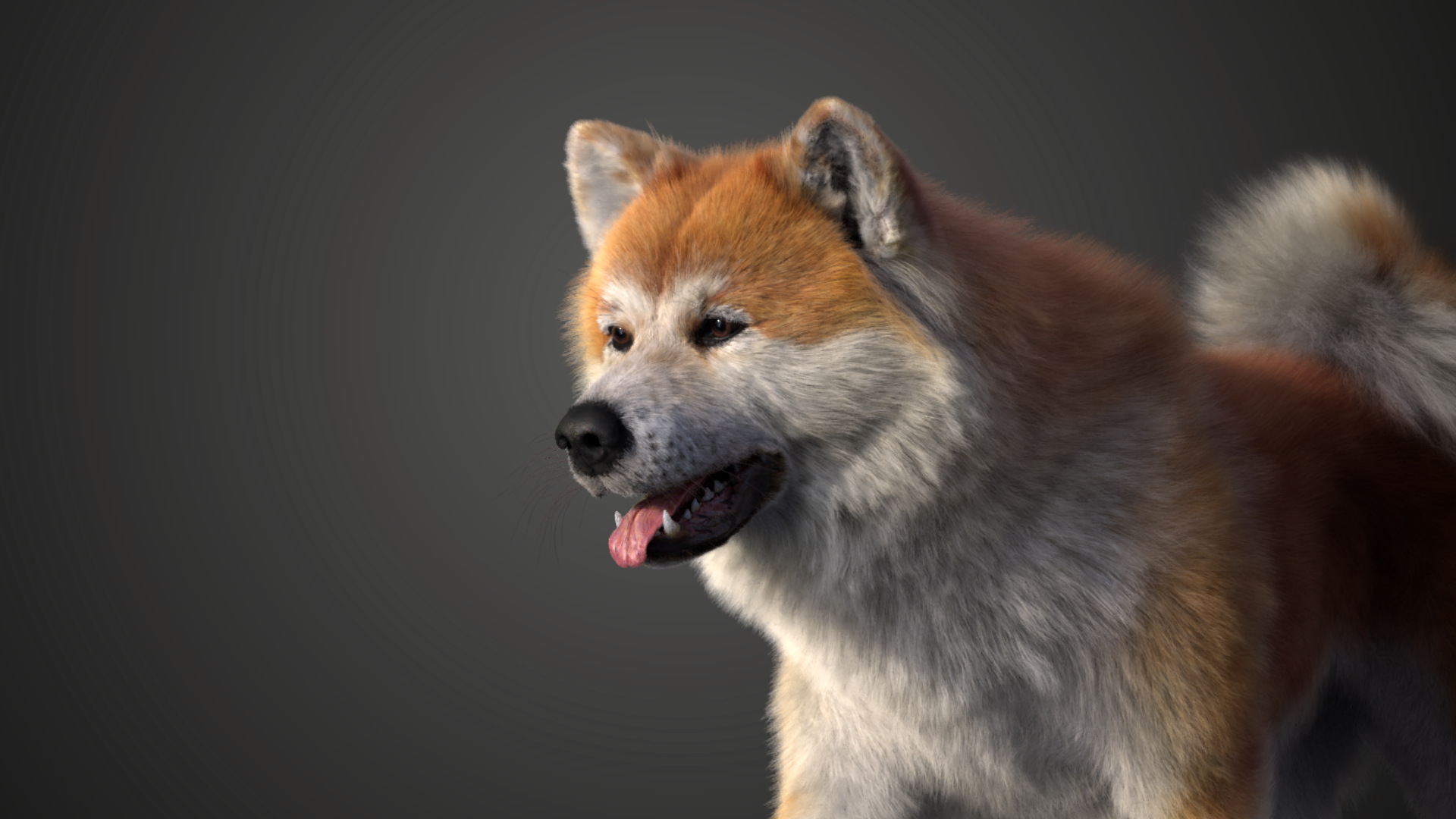 3D Model | Akita Dog Animated | VFX Grace