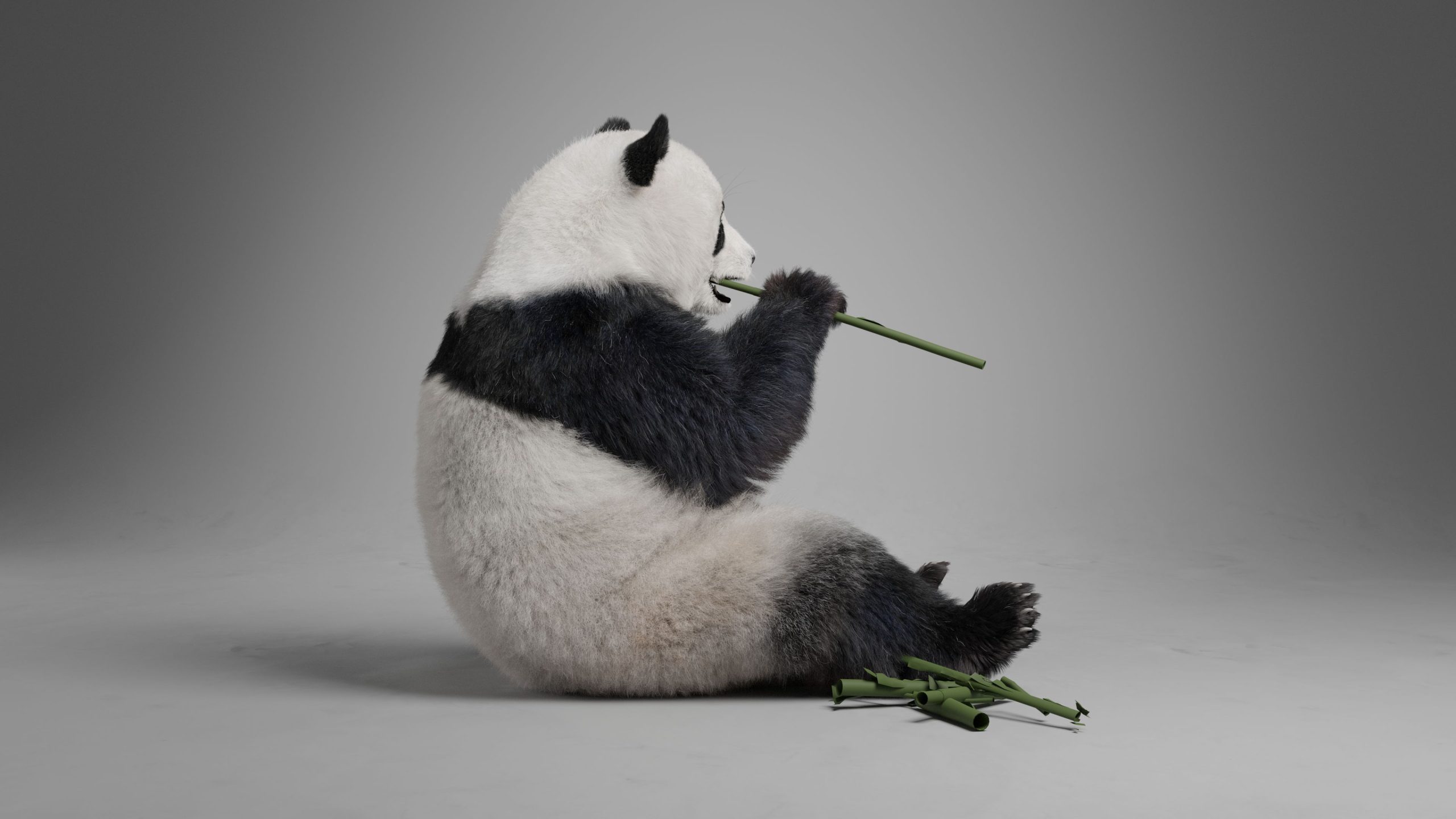 Panda Animation | VFX Grace | VFX Grace