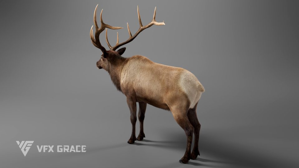 Male Elk Animation - MAYA Character Asset | VFX Grace