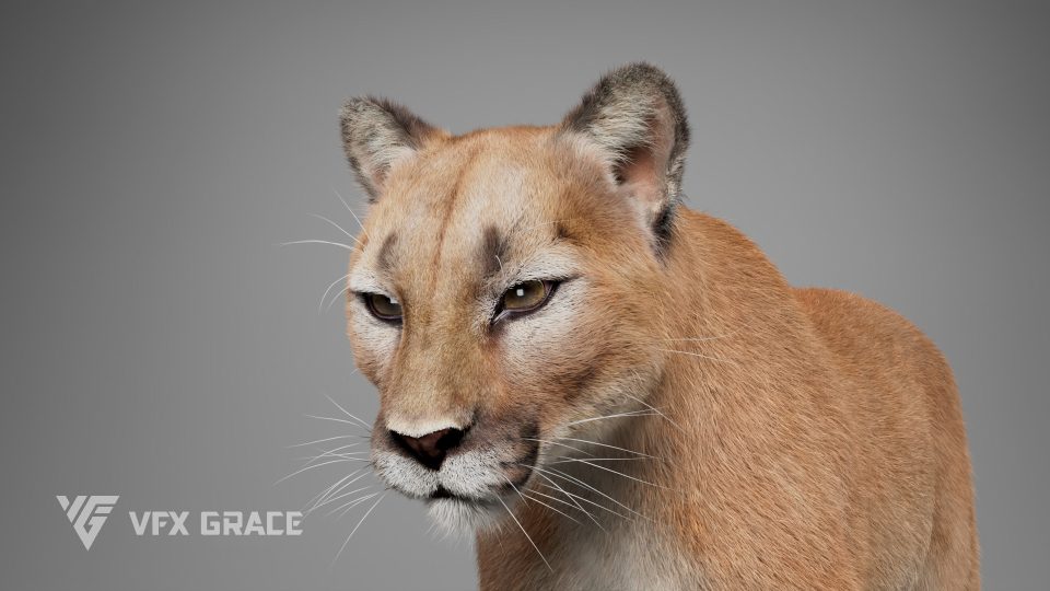 Puma Animation MAYA Character Asset Puma 3d VFX Grace