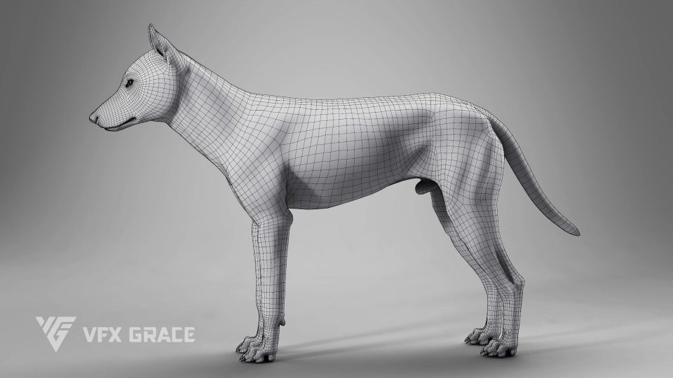 Wolf Animation - MAYA Character Asset | VFX Grace