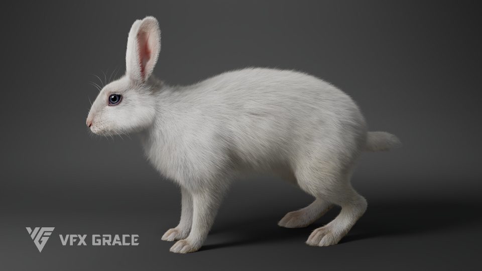 White Rabbit Animated - MAYA Character Asset | VFX Grace