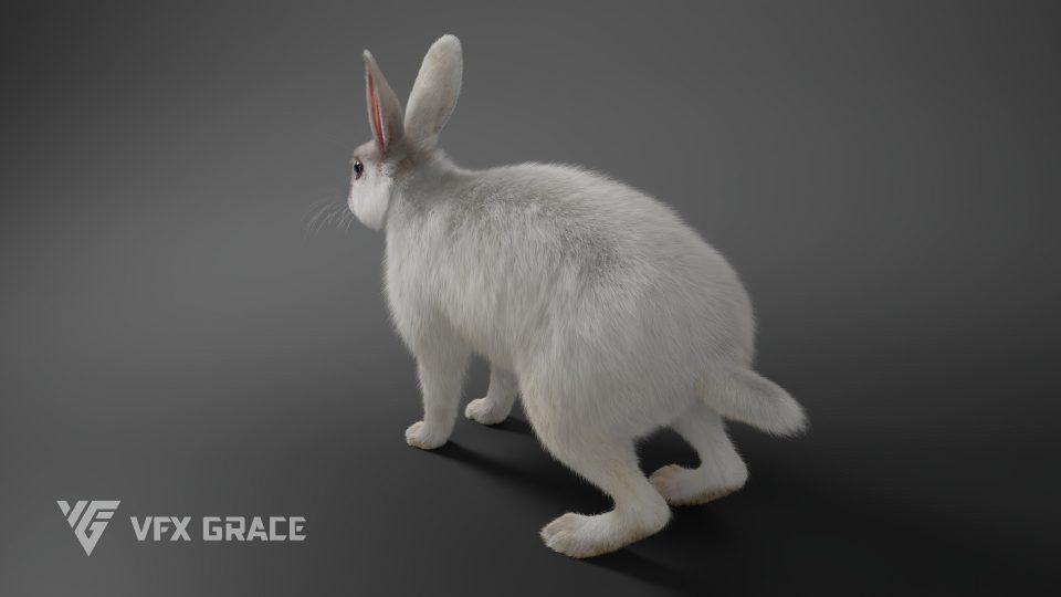 White Rabbit Animated - MAYA Character Asset | VFX Grace
