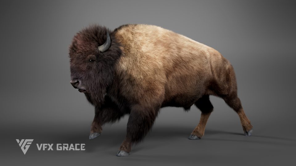 Bison Animation - MAYA Character Asset | VFX Grace